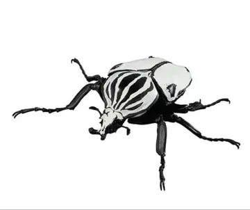 생물대도감 고라이아스 콰드리마쿨라투스