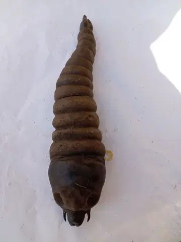 모스라 (유충) 피규어