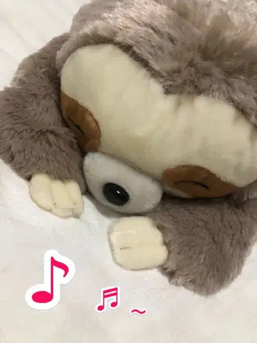 나무늘보 마타린쵸