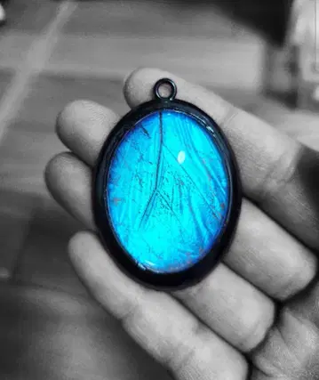 [ 재판매 ] 숲의 보석! 정품 모르포 나비 깃털 대형 탑