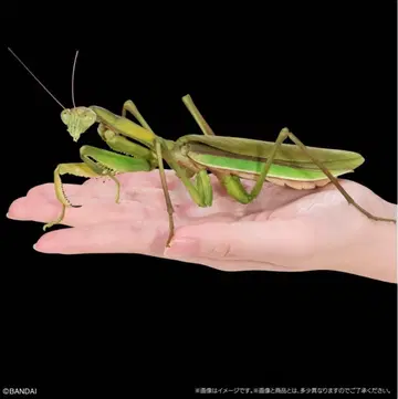 생물대도감 생물대도감 어드밴스 큰사마귀 온라인판 미개봉