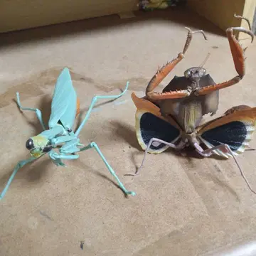 생물 대도감 사마귀