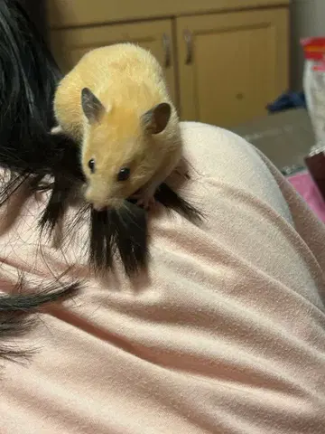 크림색 햄스터 봉제 인형