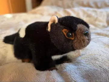 태즈메이니아 데빌 봉제 인형 태즈메이니아 섬에서 구매