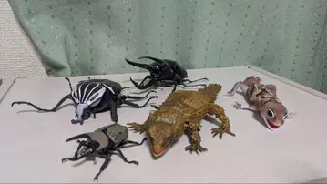 생물대도감 모음 장미 불가 아르마딜로 도마뱀 니시아프리카 도마뱀붙이 등