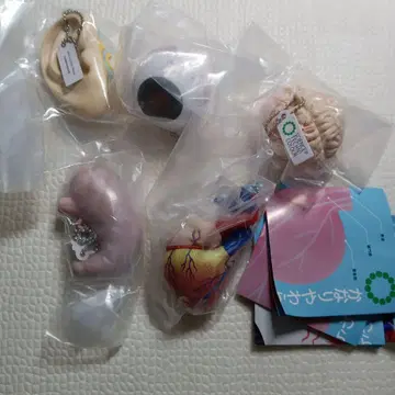 [ 사-8 ] 상당히 부드러운 인체 해부 입체 도감 전 5종 컴플리트