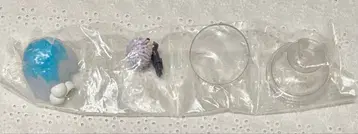 주술회전 푸니토푸 파르페 노루 아소토 마스코트 고죠 사토루