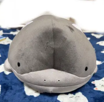 포켓몬 뽀떼하구 쿠션 도오