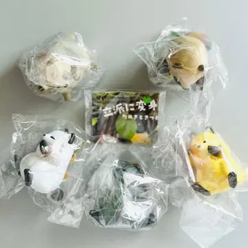 전 5종 컴프 세트 훌륭하게 변신한다! 가챠