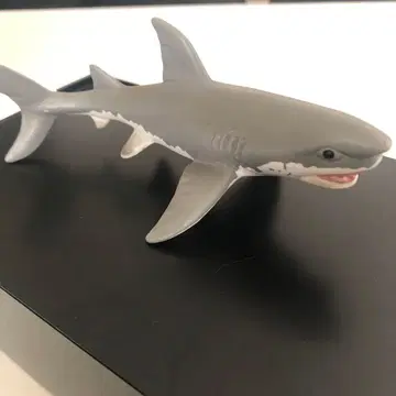 배송비 포함 레어 수족관 구매 상어 그레이트 화이트 샤크 그레이