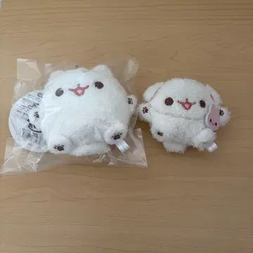 포메라니안 모찌 푸리누이