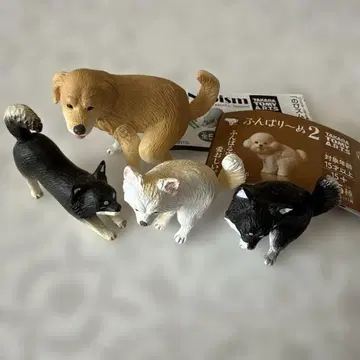 펀바리누 2 골든 치와와 노비즈무 치와와 세트