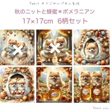 접수 포메라니안