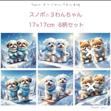 접수 스노보드 강아지