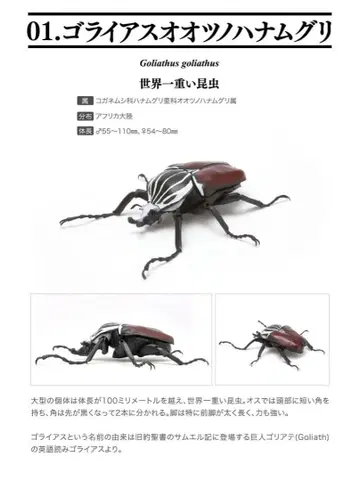 생물대도감 딱정벌레 03 골리아투스골리앗꽃무지