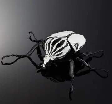 생물대도감 딱정벌레 04 고라이아스 콰드리마쿨라투스