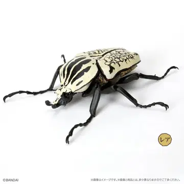 생물대도감 딱정벌레 05 고라이아스 오리엔탈리스