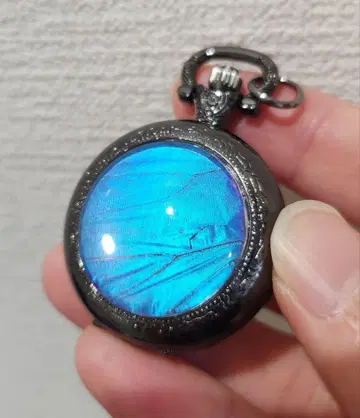 숲의 보석! 진짜 모르포 나비 회중시계