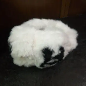 화이트 블랙 무늬 귀도리