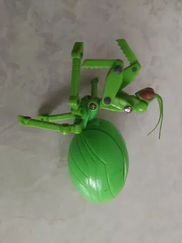 타마고라스 사마귀