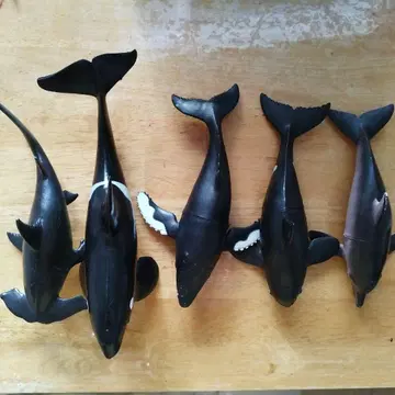 범고래 귀상어 고래 돌고래 모형 5체 세트