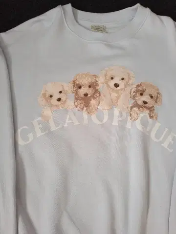 젤라또피케 토이 푸들 트레이닝복