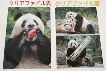 샹샹 클리어 파일 우에노 동물원 팬더