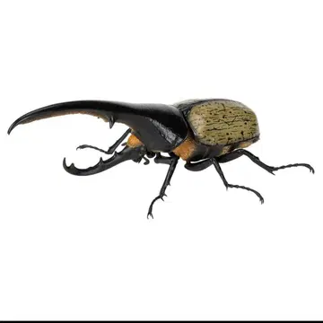 생물대도감 딱정벌레 07 헤라클레스 헤라클레스 개조 (노랑갈색)