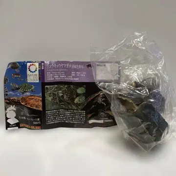 네이처 테크니컬러 일본의 거북 류큐산가메(청록색 개체)