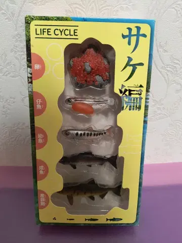 LIFE CYCLE 라이프사이클 연어 편