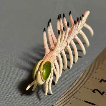 카이요도 하루키게니아 초코라자우루스