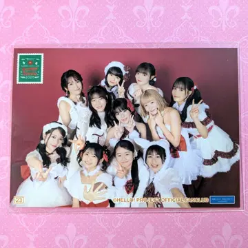 이거 사진 모음 23번 카멜리아 Xmas2025 크리스마스 동백꽃