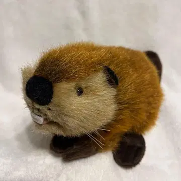 비버 봉제 인형 요시토쿠