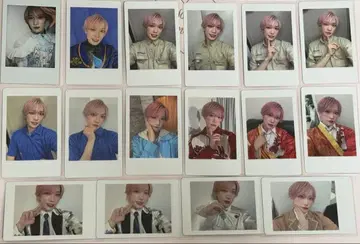 타이가 팬더드래곤 하피카