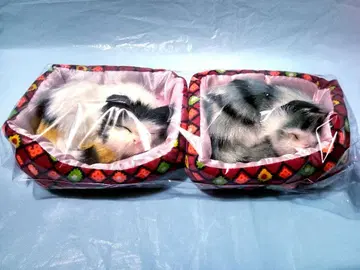 새근새근 잠자는 고양이 입상 2개 세트 브라운, 크림 2마리 세트