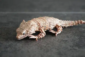 생물대도감 쥐며느리07 아르마딜로 도마뱀 먹칠ver 레어