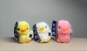 삐요리나 니가타