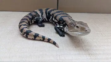 청지느러미도마뱀 제일복권 A상 청지느러미도마뱀 피규어