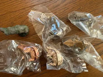 손가락말이 컬렉션 크레스티드 게코