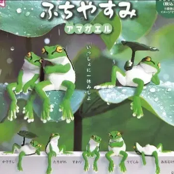 후치야스미 청개구리 전 5종 세트