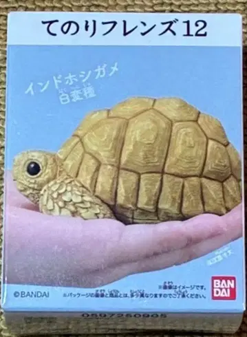 테노리 프렌즈 12 -파충류 양서류- 인도 호시 거북 화이트 변종