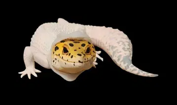 제일복권 파충류 & 양서류 B상 레오파드 게코 피규어 박스 없음