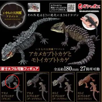 생물대도감 어드밴스 아카메가부토 도마뱀과 모토이가부토 도마뱀 1