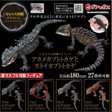 생물대도감 어드밴스 아카메가부토도마뱀과 모토이가부토도마뱀 2