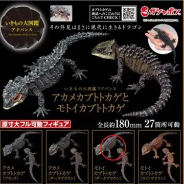 생물대도감 어드밴스 아카메가부토 도마뱀과 모토이카부토 도마뱀 3