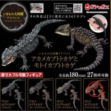 생물대도감 어드밴스 아카메가부토도마뱀과 모토이가부토도마뱀 4