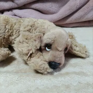 Piutre 베이지 강아지 봉제 인형