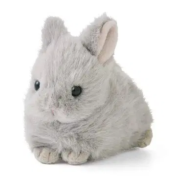 펠리시모 아기 토끼 파우치 네덜란드 드워프 그레이만