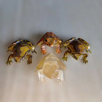 개구리 피규어 4개 세트