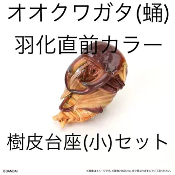 생물대도감 사슴벌레 10 오오쿠와가타(번데기) 우화 직전 컬러